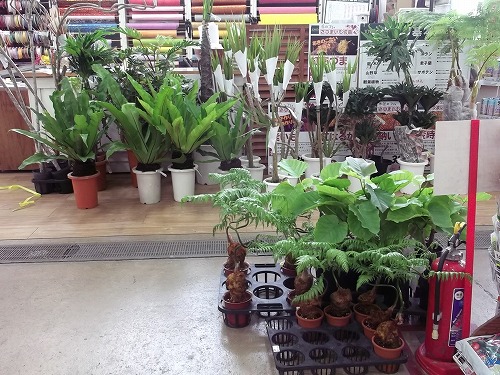 西村ジョイ屋島店 沖縄観葉植物 第２弾が入荷しました 西村ジョイ