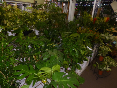 西村ジョイ丸亀店 観葉植物入荷中 西村ジョイ